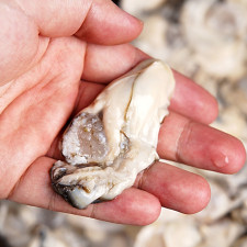 바다의 우유 통영 생굴 1kg