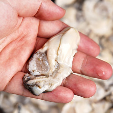 바다의 우유 통영 생굴 1kg