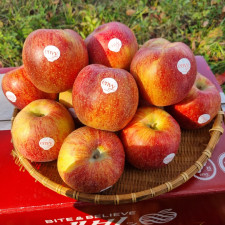 아삭 달콤 프리미엄 꿀당도 정품 엔비사과 1kg/3kg