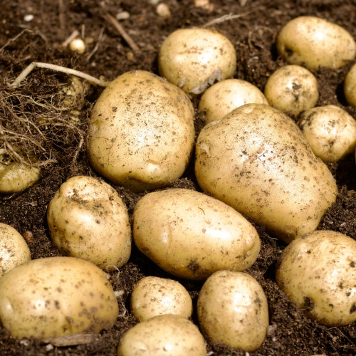 맛있는 국내산 햇감자 ★ 中 size (2kg/3kg/5kg)