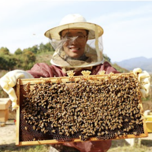 천연벌꿀(아카시아) 2.4kg