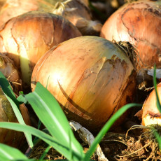 (팜)노지 햇양파