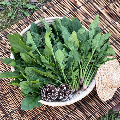 E) 남해 보물초 시금치 500g