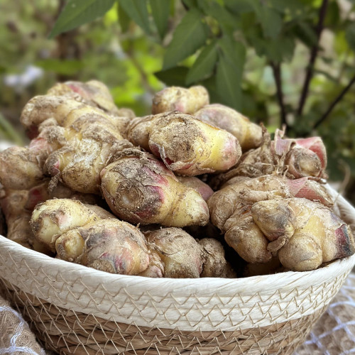 E) 자연 그대로 국내산 흙생강(500g/1kg/2kg/3kg)
