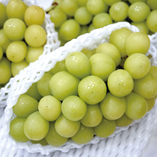 E) 고당도 샤인머스캣 2kg(2~3수)