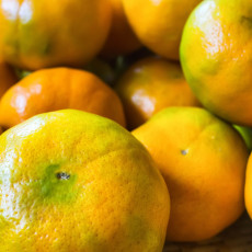 E) 서귀포 조생 노지 감귤 (3kg/5kg/10kg)