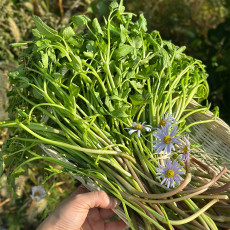 E) 국내산 청도 미나리 200g (1단/2단/4단)