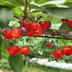 칠레산 생체리 500g