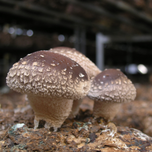 국내산 표고버섯 1kg