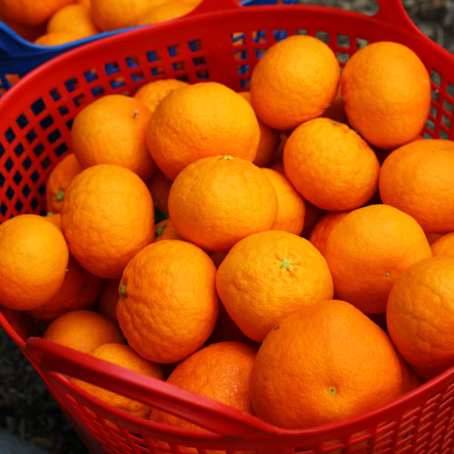 레드향 선물세트 1.5kg 7과내외