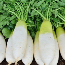 제주 월동 세척무 2kg~10kg