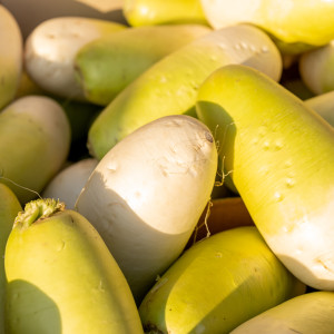 제주 월동 세척무 2kg~10kg