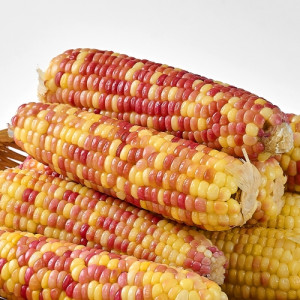 팜) 쫀득쫀득한 홍찰옥수수 대 10입