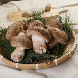송화고버섯 500g/1kg