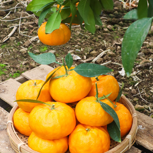 고당도 햇 윈터프린스 중과/대과 3kg