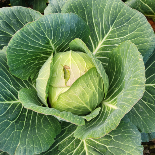 제주 양배추 3kg/5kg