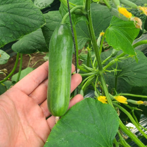 아삭한 국내산 미니오이 500g/1kg