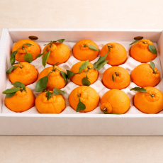 (팜) 한라봉 명절 선물세트 3kg/5kg