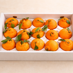 (팜) 한라봉 명절 선물세트 3kg/5kg